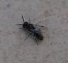 Hylaeus sp.